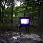 album image Branches Disgrace